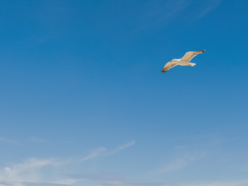 a seagull flying in a clear blue sky