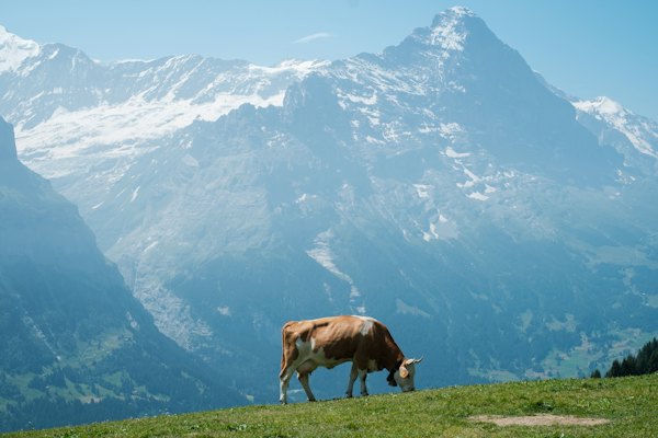 A cow grazing in a field with mountains in the background — Grindelwald, Switzerland