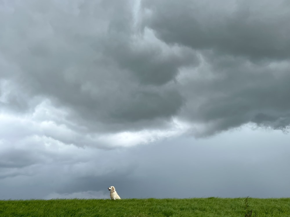 a dog standing in a field under a cloudy sky