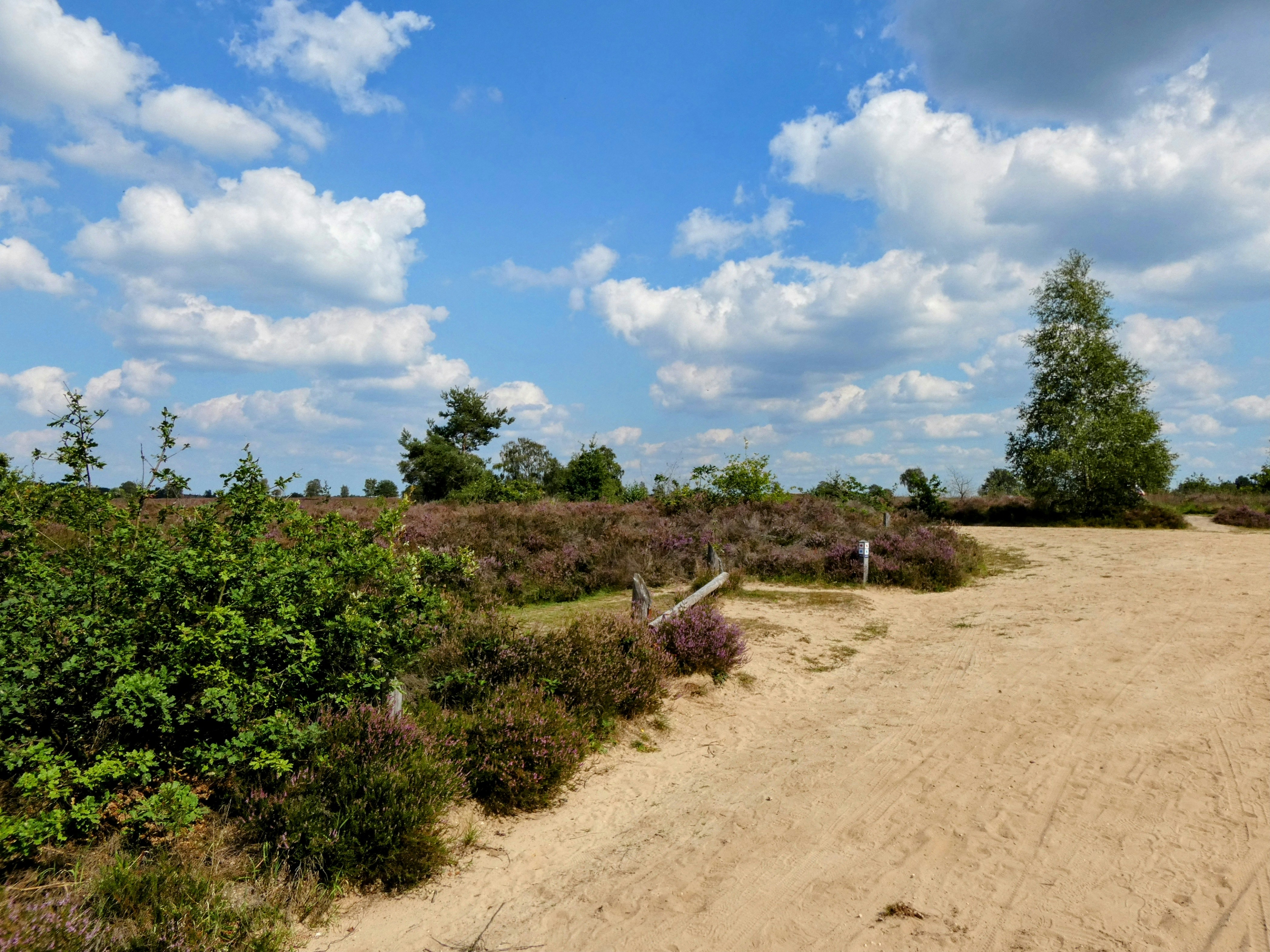 a dirt road surrounded by trees and bushes