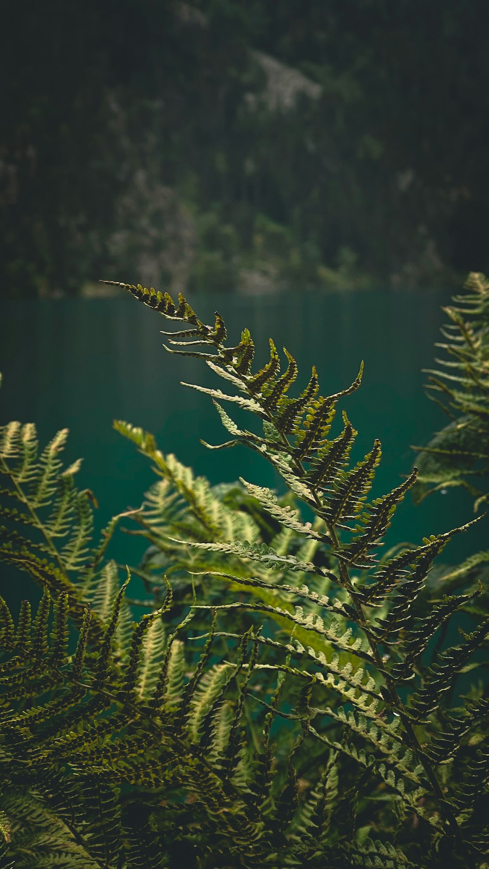 a close up of a plant near a body of water