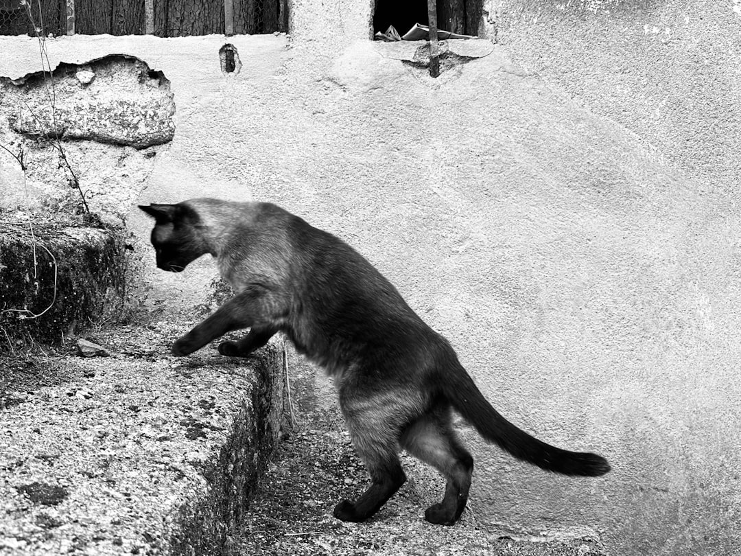 a black and white photo of a cat on a ledge