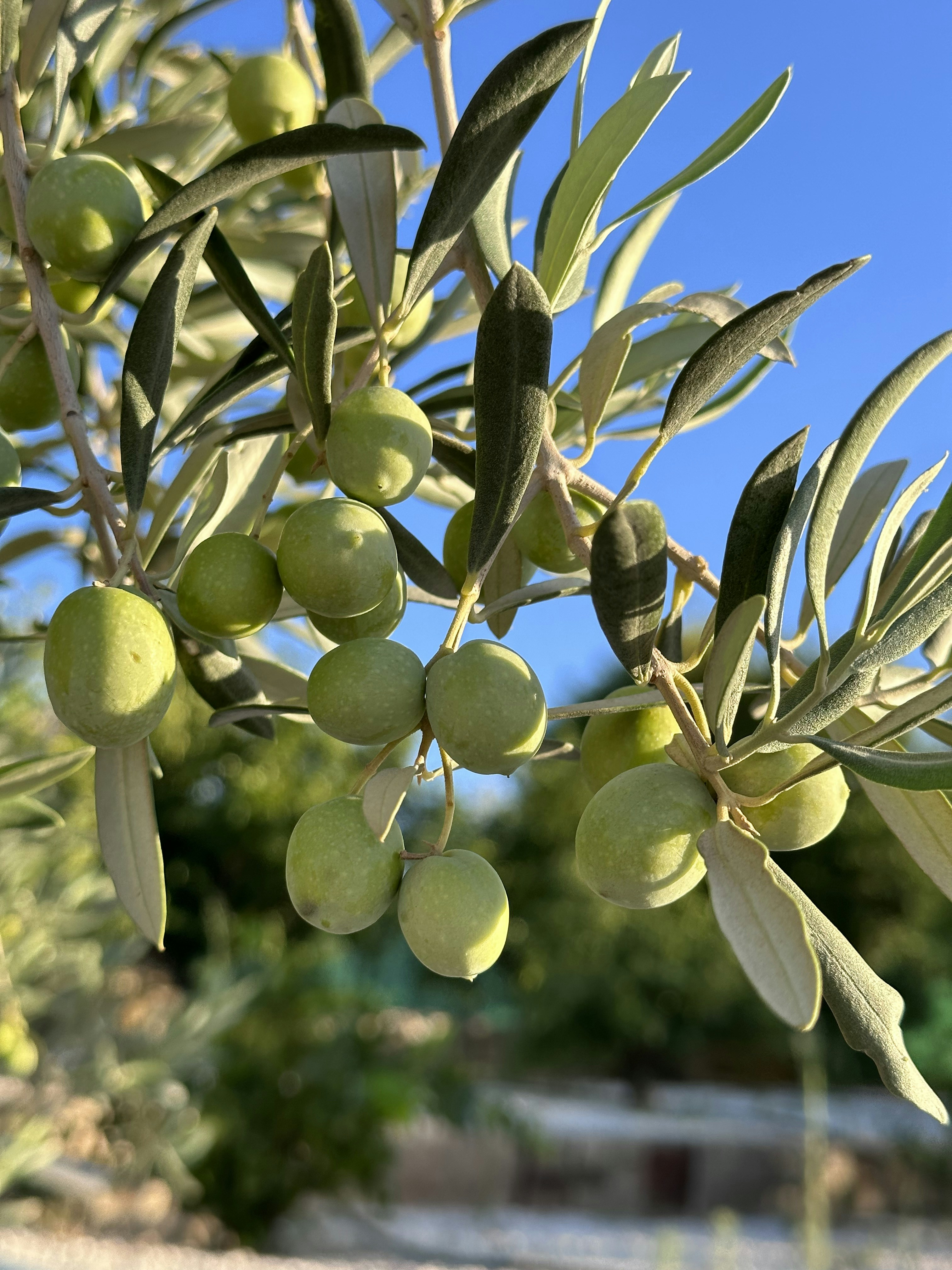 an olive tree with lots of green olives on it
