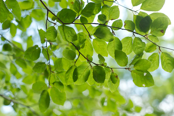 A close-up photo of hands gently inspecting vibrant green tree leaves in a sunny garden.