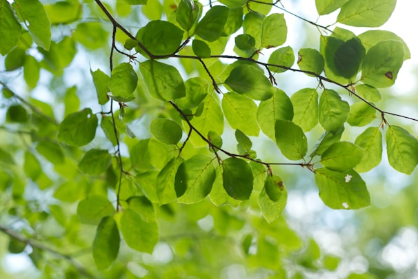 Close-up photo of bright green tulip poplar leaves gently illuminated by soft sunlight.