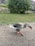 A goose with grey and white feathers is walking on a gravel path near a grassy area. Behind the goose is a small pond surrounded by lush green trees and some modern buildings in the background.