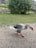 A goose with grey and white feathers is walking on a gravel path near a grassy area. Behind the goose is a small pond surrounded by lush green trees and some modern buildings in the background.