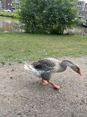 A goose with grey and white feathers is walking on a gravel path near a grassy area. Behind the goose is a small pond surrounded by lush green trees and some modern buildings in the background.