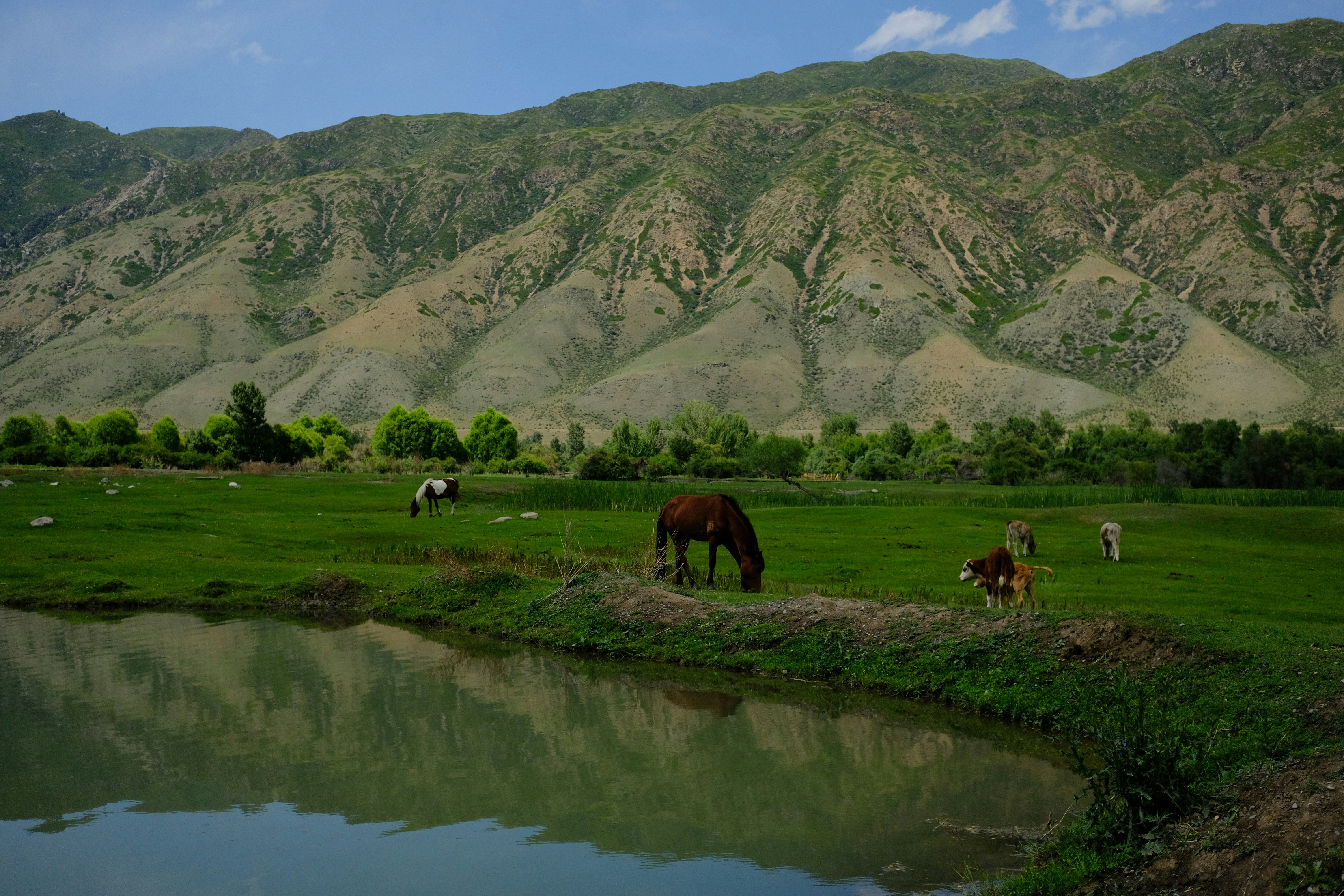 a group of horses grazing on a lush green field