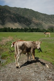 A group of calves playing together in a sunny field.