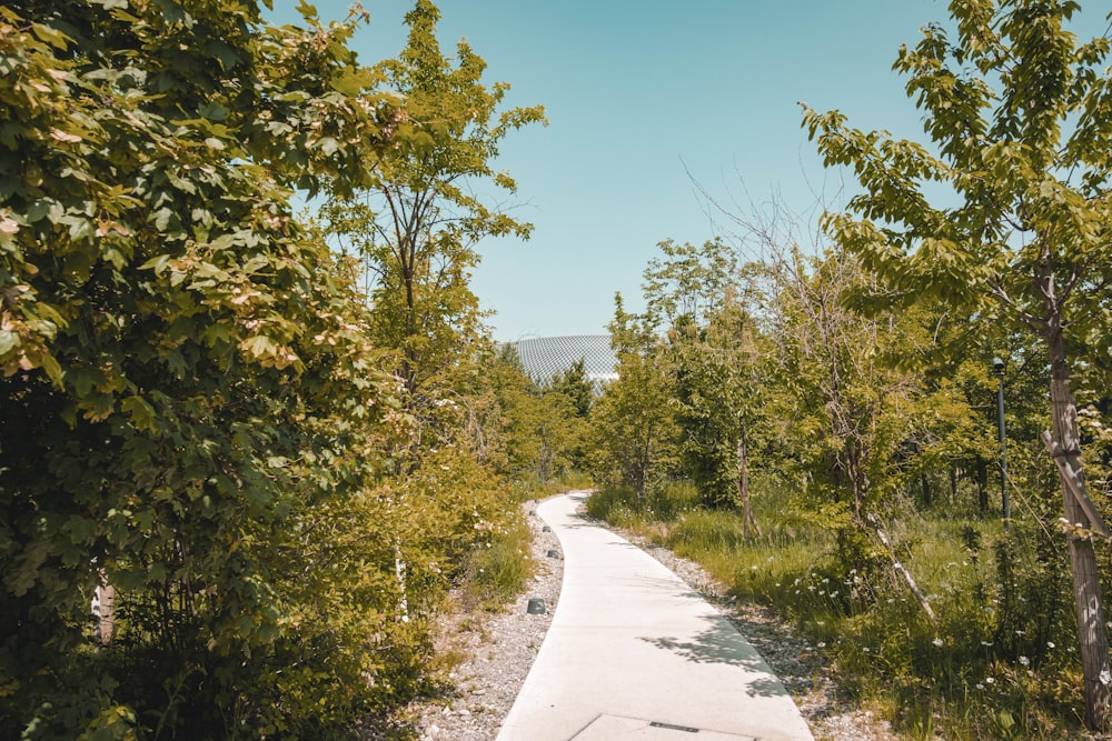 a path in the middle of a wooded area