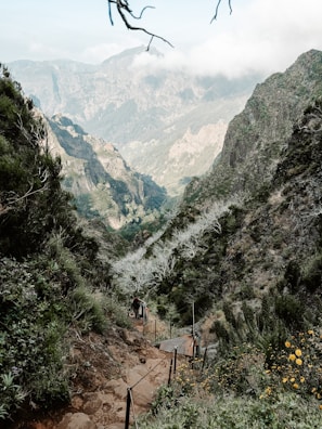 A determined hiker climbing a steep mountain path surrounded by lush greenery