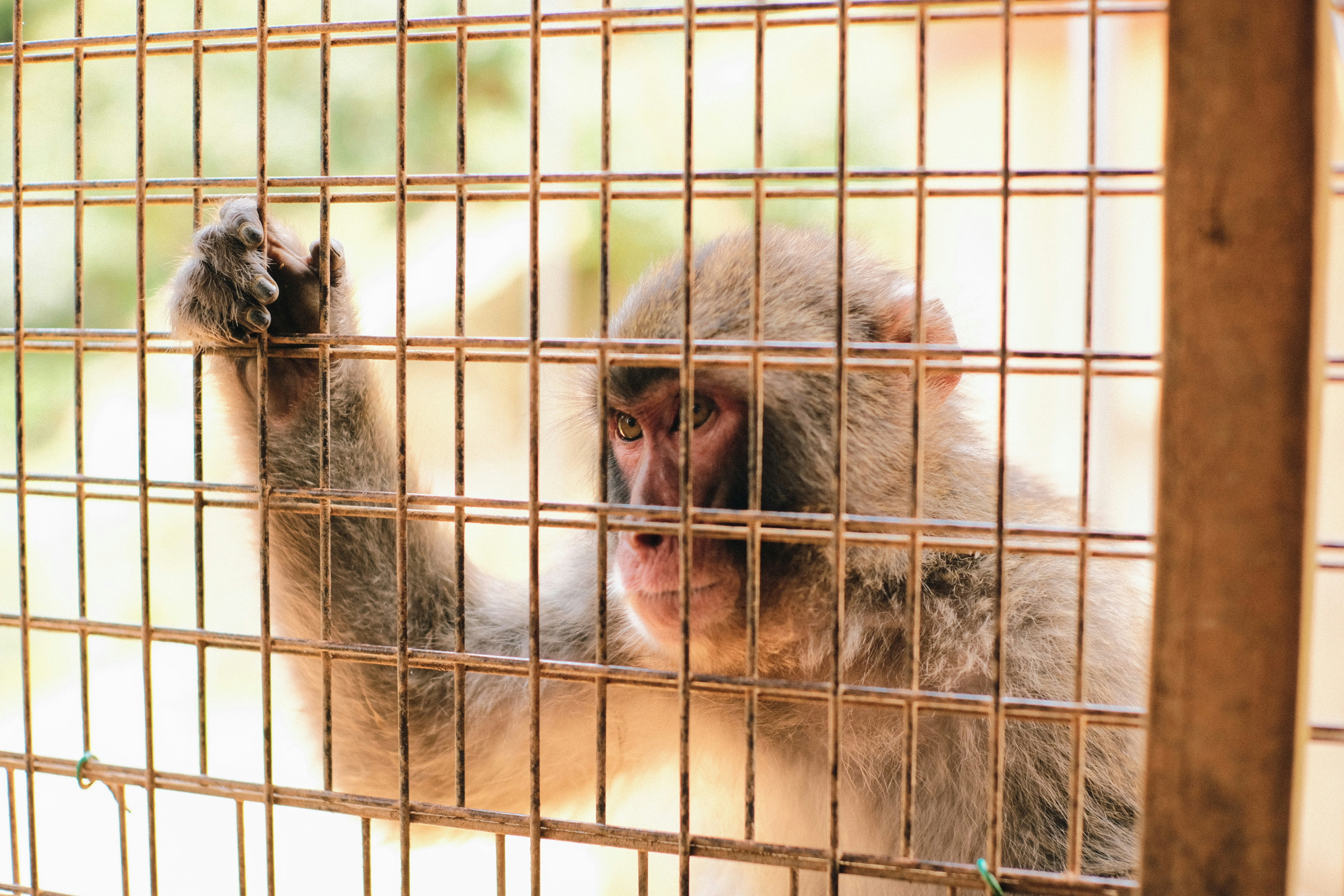 a monkey in a cage with its paw on the bars