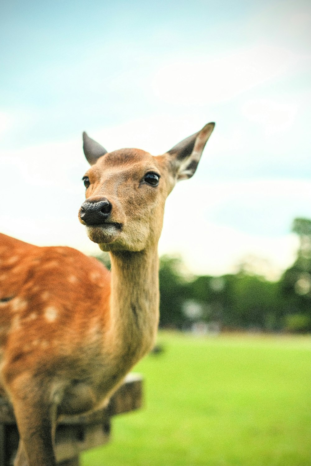 a close up of a deer on a fence