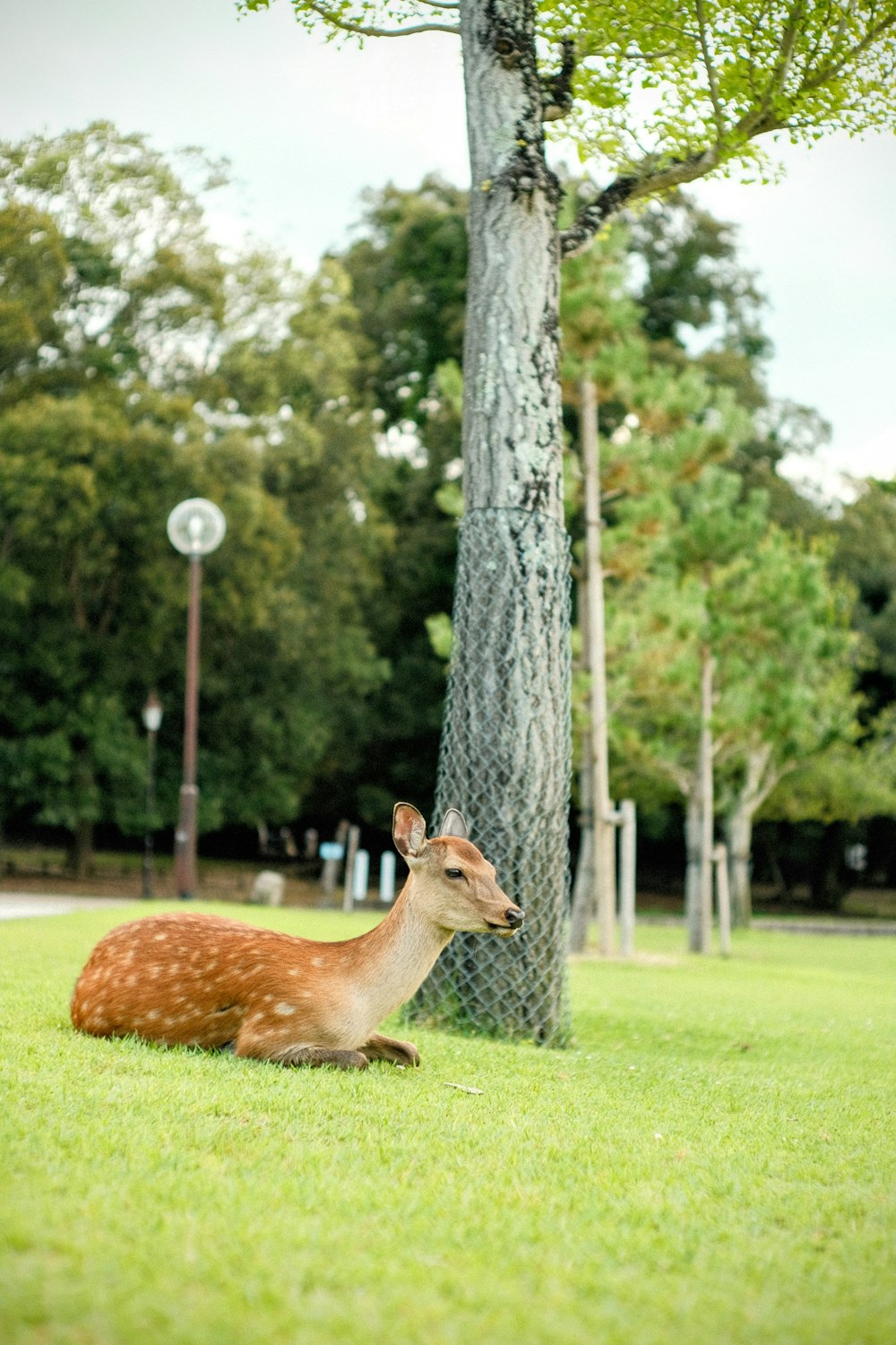 a deer laying in the grass next to a tree