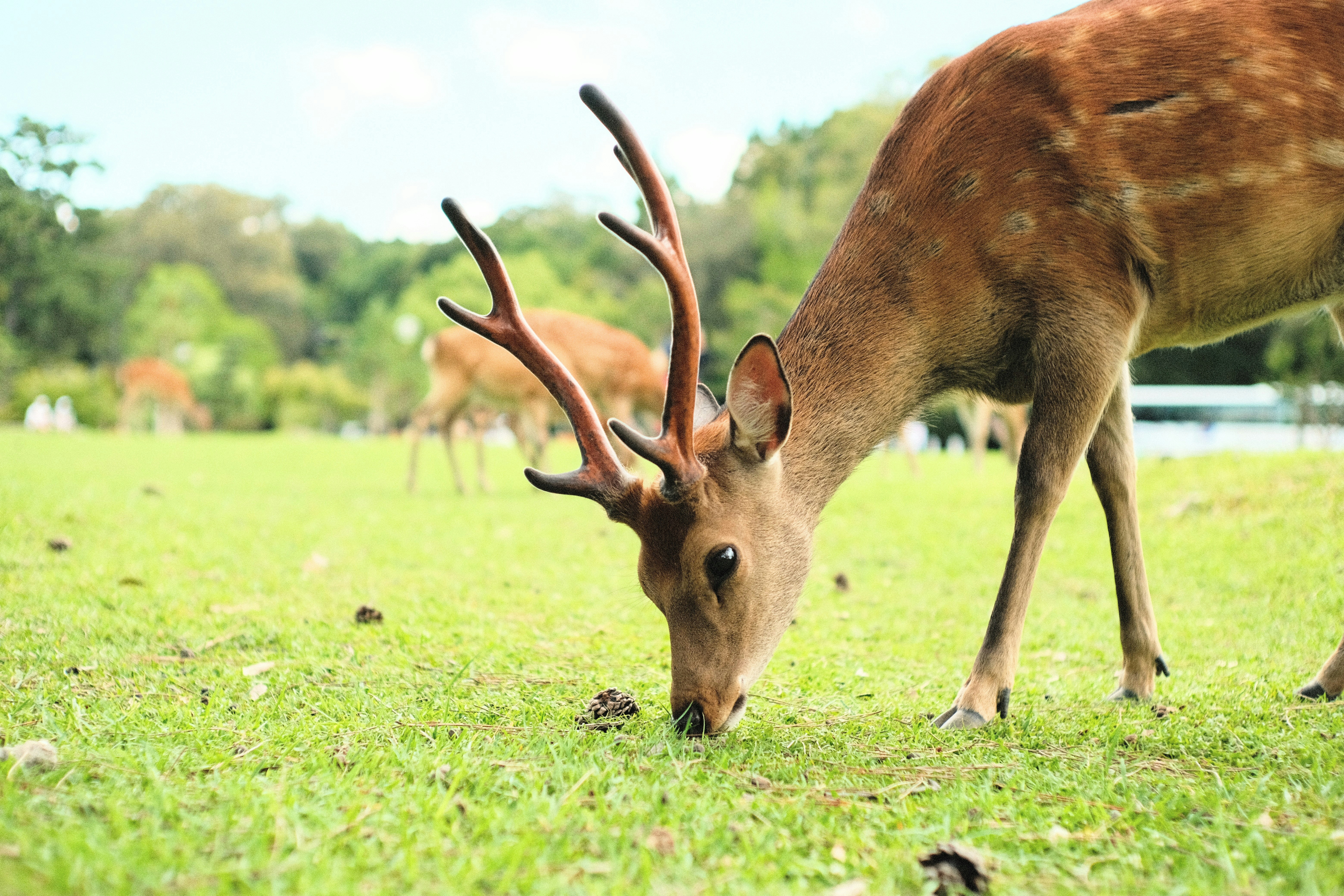 a deer grazing on grass in a field