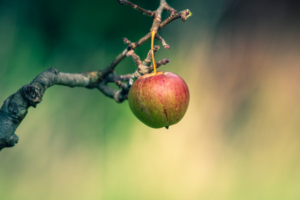 a close up of an apple on a tree branch