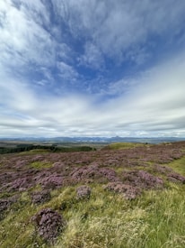 A vast landscape with fields of purple heather stretching into the distance, bordered by rolling green hills. The sky is expansive, featuring a mixture of dramatic, fluffy clouds against a backdrop of blue. In the far distance, there is a range of mountains or hills.