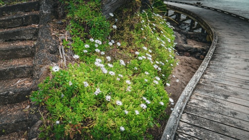 A winding metal walkway curving gently over uneven ground with wildflowers.