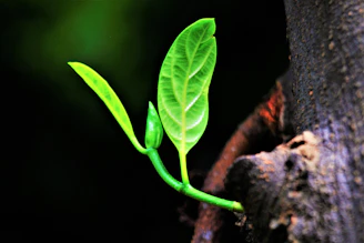 A vibrant green leaf emerging from a digital circuit board symbolizing eco-friendly technology.