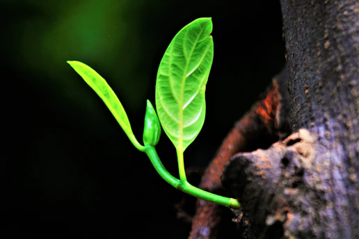 A vibrant green leaf unfurling in soft morning light, symbolizing growth and freshness.