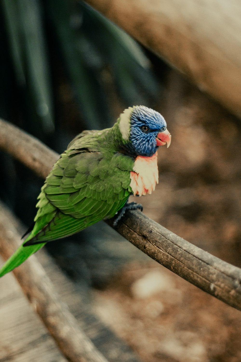 a colorful bird perched on a branch of a tree