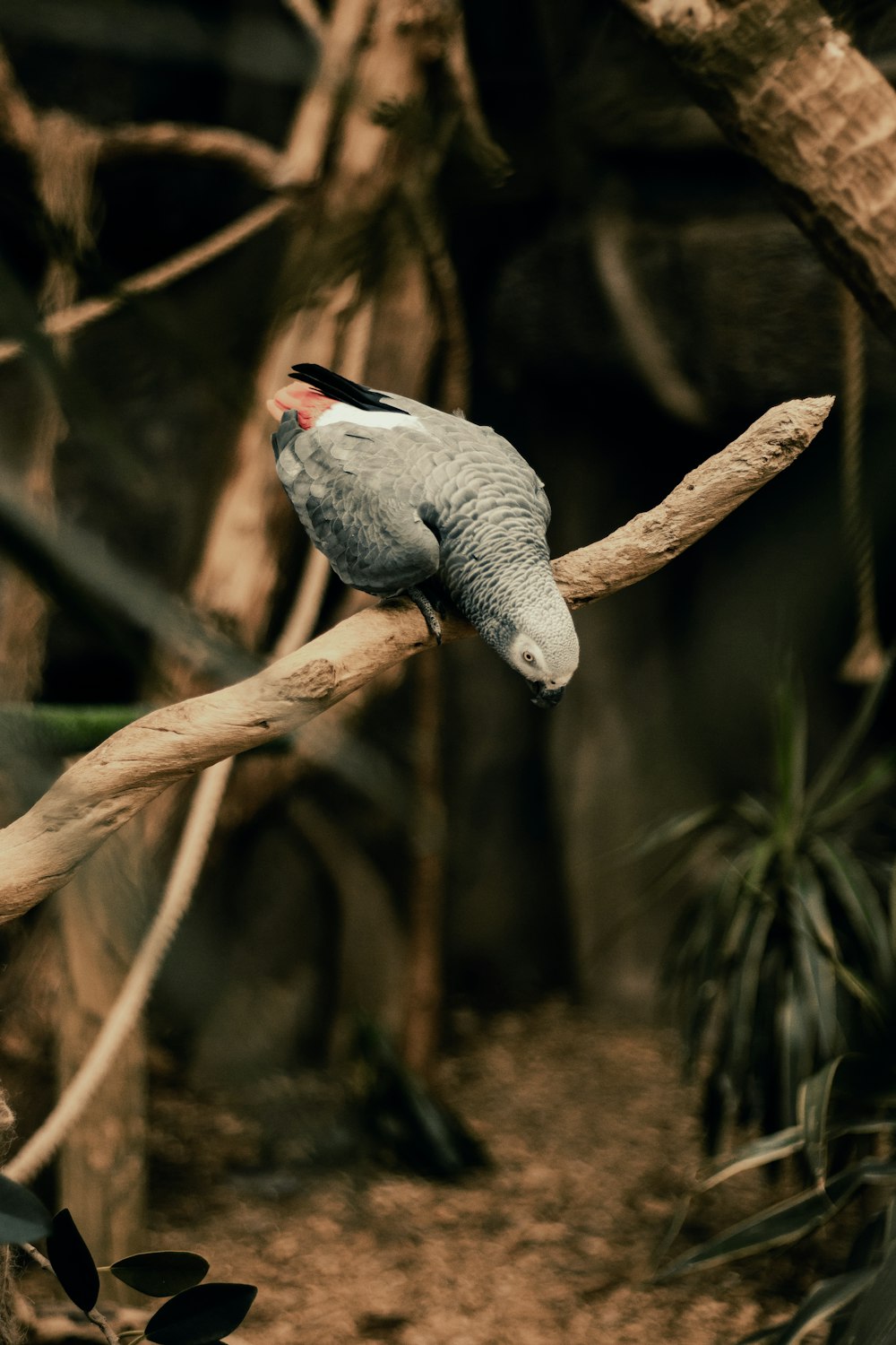 a bird sitting on top of a tree branch