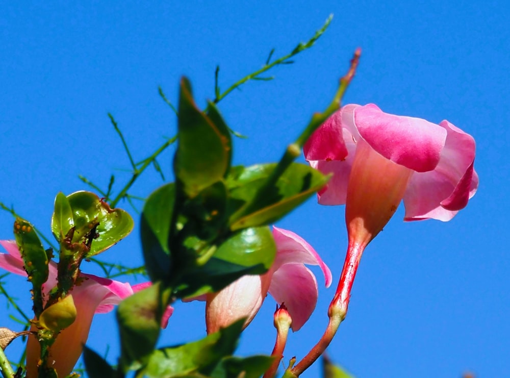 a pink flower is blooming on a tree