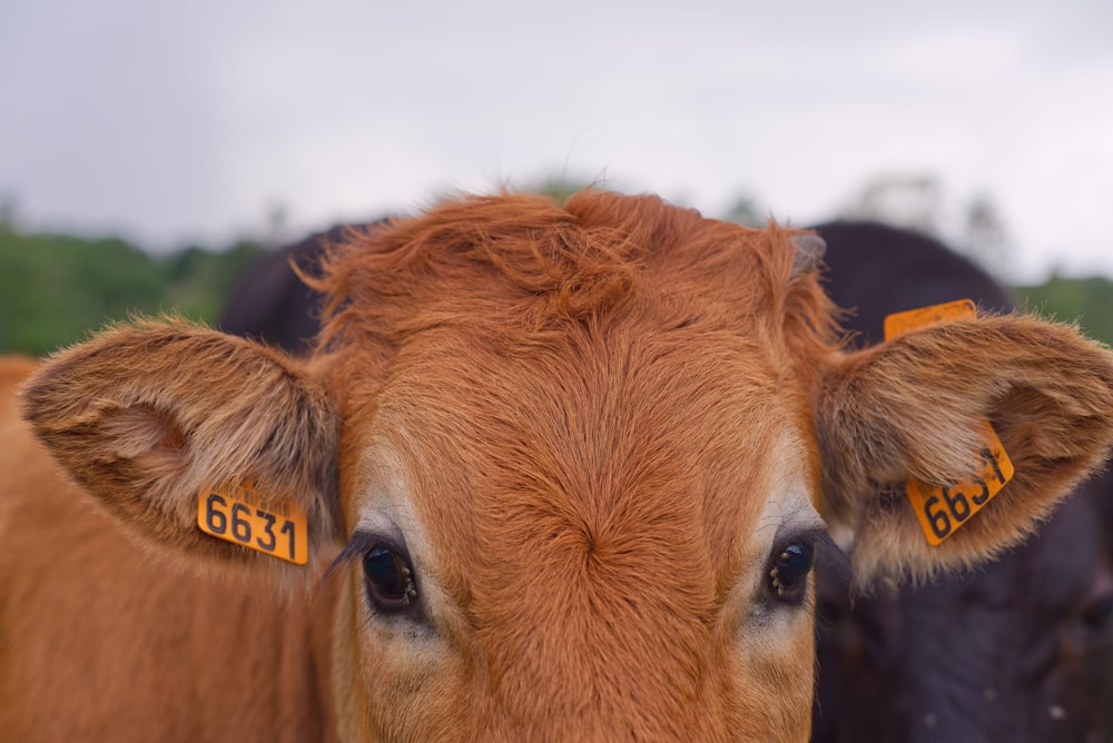 a close up of a brown cow with tags on its ears