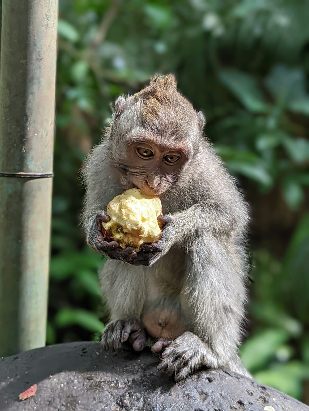 a monkey eating a banana on top of a rock
