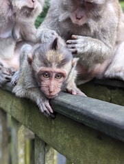 Three monkeys are sitting on a wooden surface. One monkey lies prone in the center, gazing directly at the viewer, while the others sit nearby with one grooming the central monkey. The scene is serene, showcasing a natural behavior of the animals.