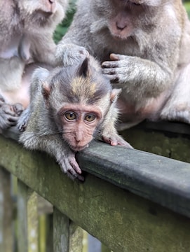 Three monkeys are sitting on a wooden surface. One monkey lies prone in the center, gazing directly at the viewer, while the others sit nearby with one grooming the central monkey. The scene is serene, showcasing a natural behavior of the animals.