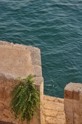 An old stone wall with a lush green plant cascading over its side is situated near a body of water, where the water appears rippled and teal in color.