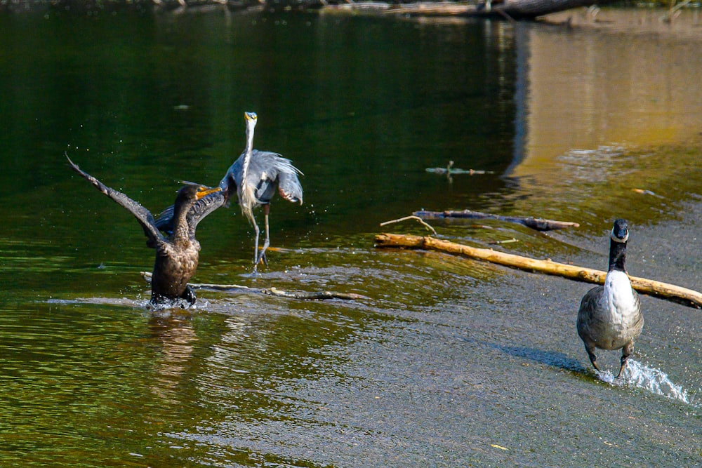 통나무 근처 물 속의 두 마리의 새