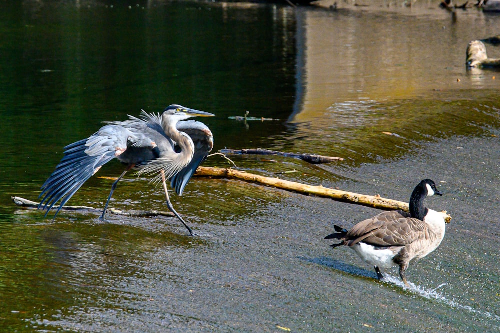 a couple of birds standing on top of a body of water