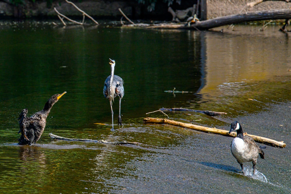 水中に立っている鳥のカップル