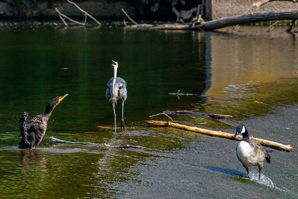 ein paar Vögel, die im Wasser stehen