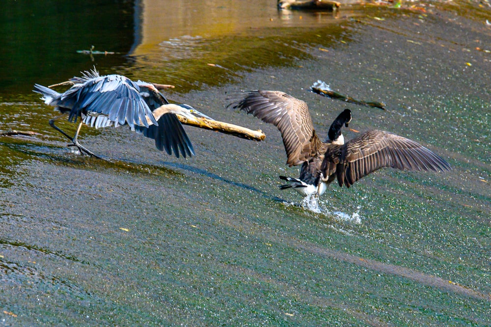 a couple of birds that are standing in the water