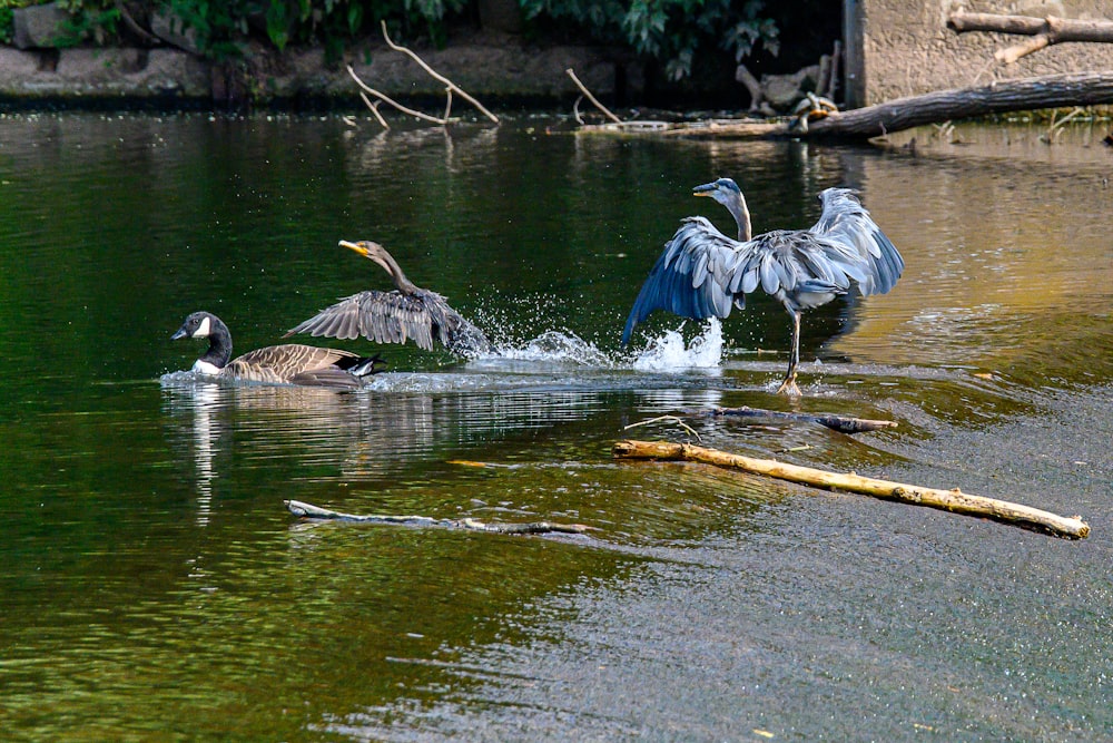 ein paar Vögel, die im Wasser sind