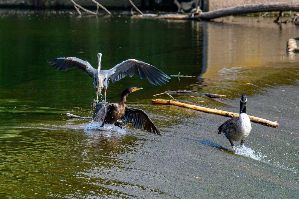 a couple of birds standing on top of a body of water