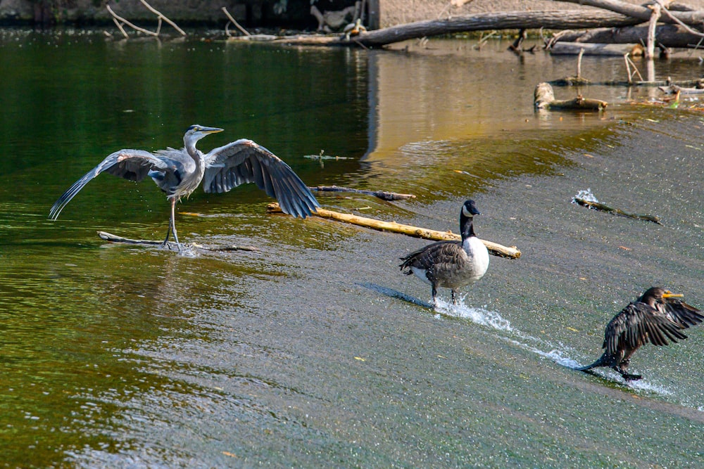 a group of birds that are standing in the water