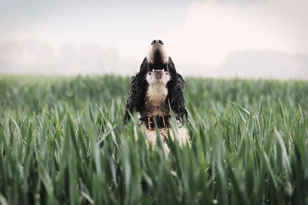 a bird sitting in the middle of a field of tall grass