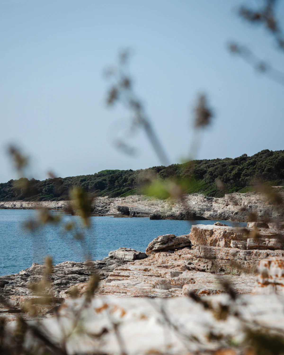 Hidden cove with rocks and pine — Istrian coastline