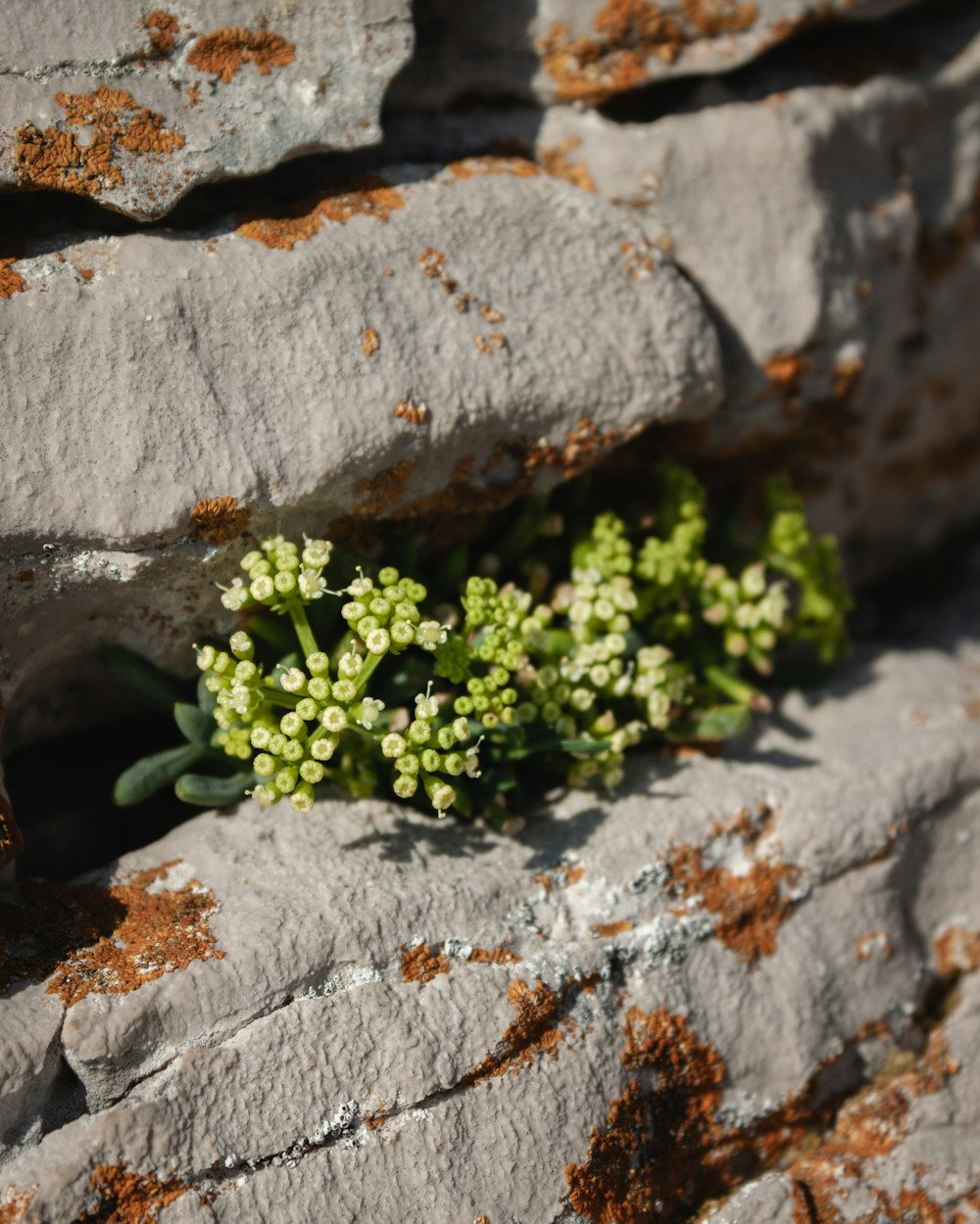 a plant growing out of a crack in a rock wall