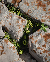 a close up of rocks with plants growing out of them