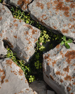 a close up of rocks with plants growing out of them