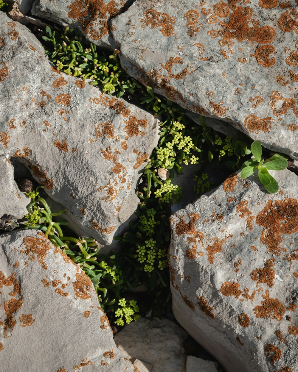 a close up of rocks with plants growing out of them