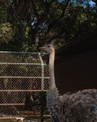 An ostrich with a long neck and grey feathers stands in front of a wire fence, surrounded by dense green foliage and trees.