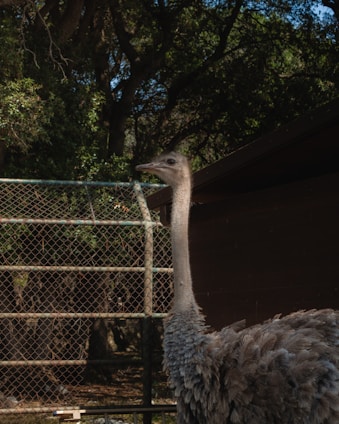 An ostrich with a long neck and grey feathers stands in front of a wire fence, surrounded by dense green foliage and trees.