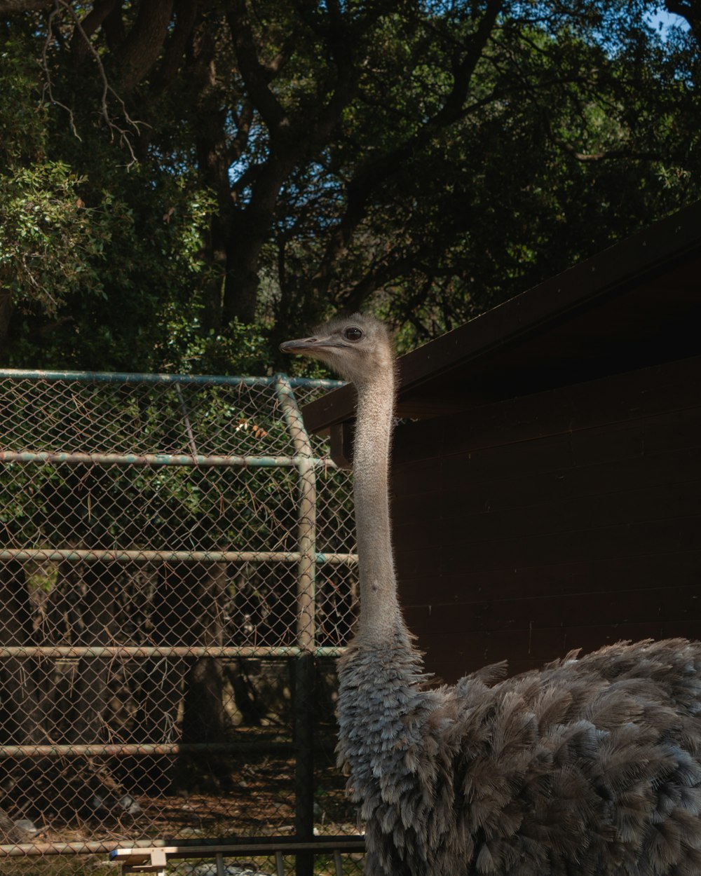 an ostrich standing in front of a fence